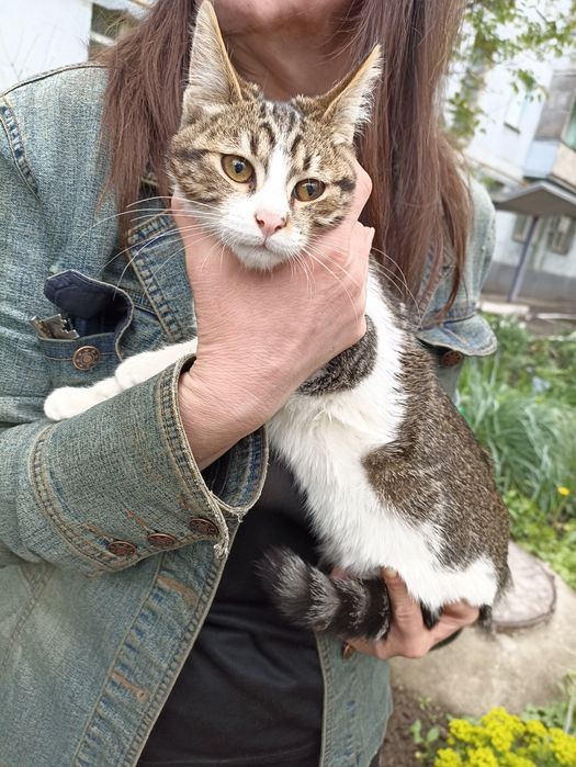 Кошенята шукають родину