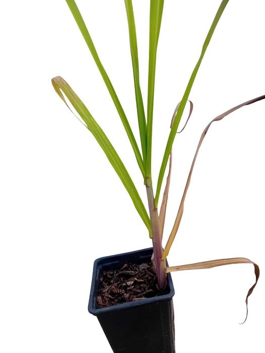 Cana de acucar planta