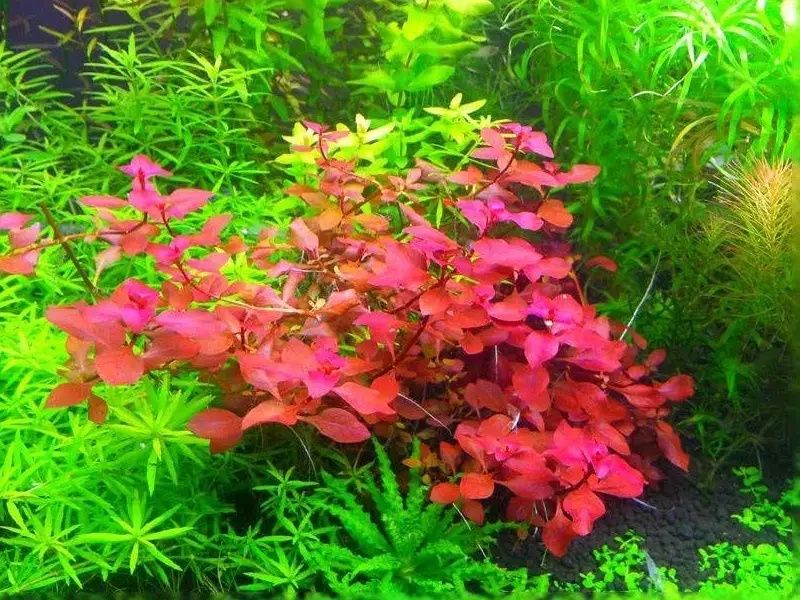 Ludwiga mini super red
