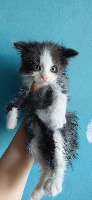 Отдам в хорошие руки котёнка
