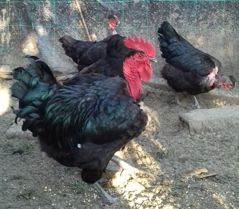 Galinhas de Raça Autóctone Preta Lusitana