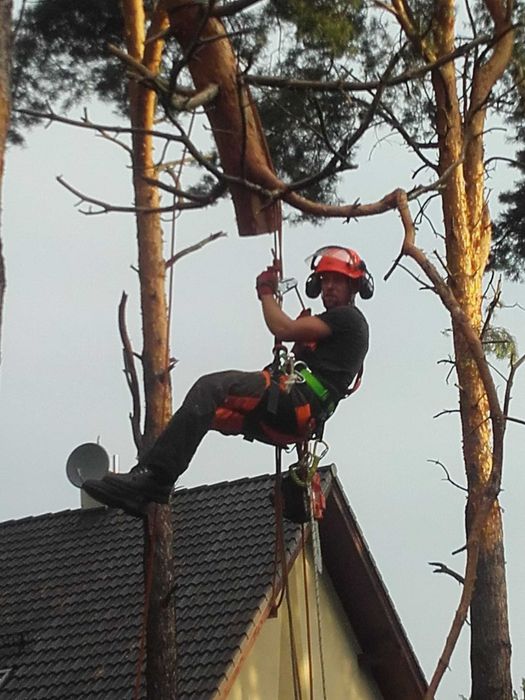Drewno drzewo liściaste kominkowe opałowe Pabianice Łódź Ksawerów Kons