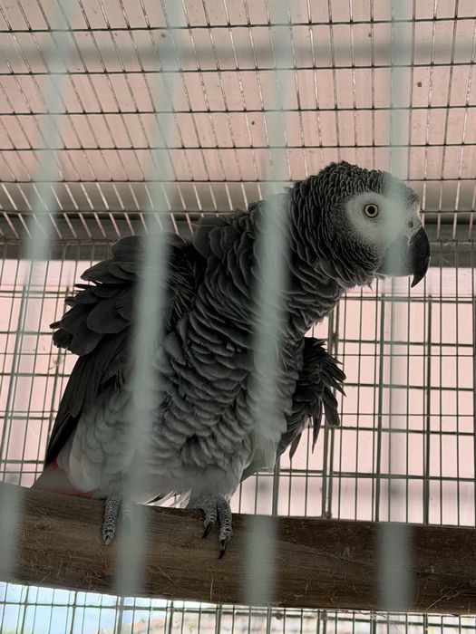 Macho papagaio cinzentos reprodutor