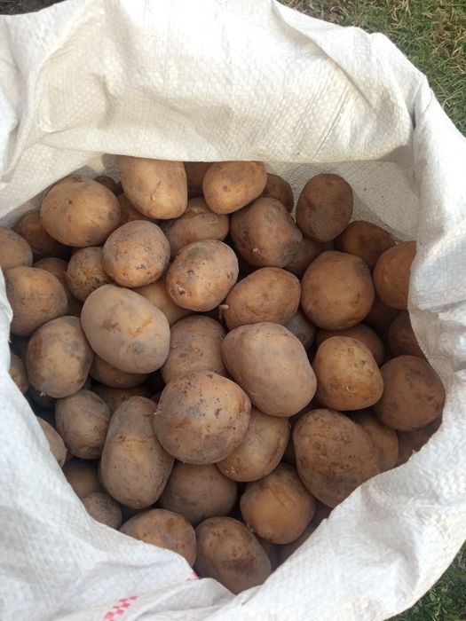 Ziemniak sadzeniak owacja