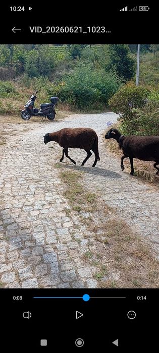 Vando borrego novo