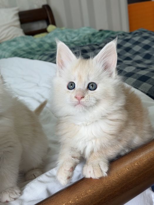 Кошенята Мейн Кун