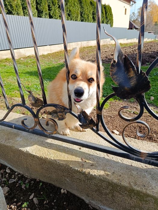 Вельш Коргі Пемброк