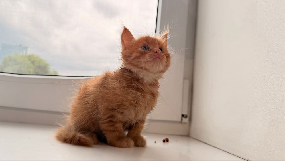 Котенок мейн-куна мальчик