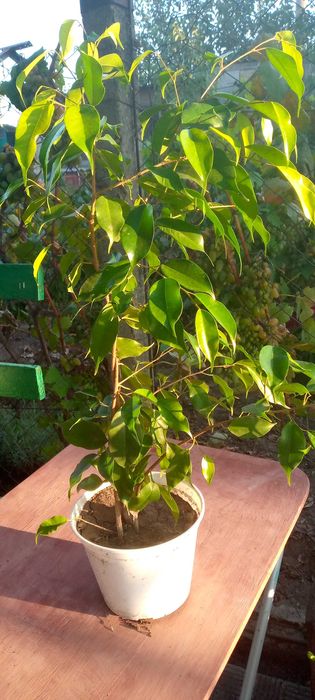 Фикус Бенджамина.