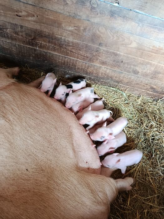 Вьєтнамські поросята