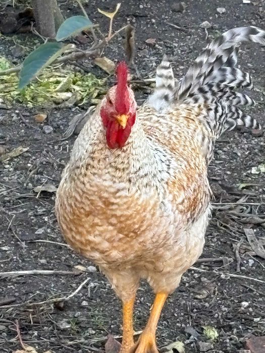 Galo (criado ao ar livre)