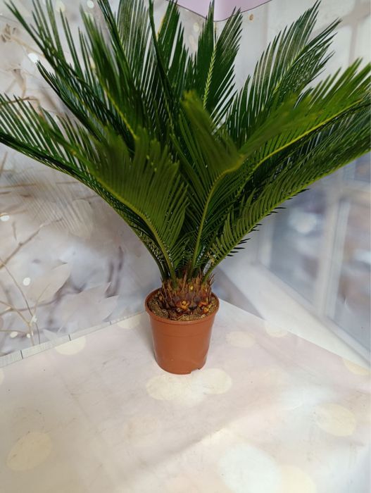 Цикас,різні розміри