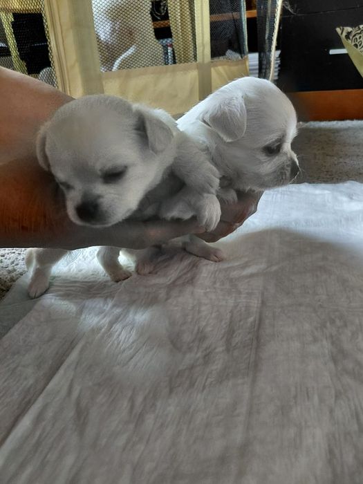 Chihuahua femea branca