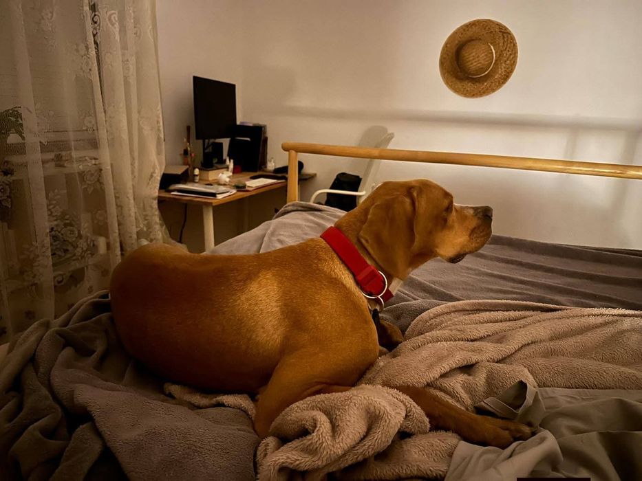 Perdigueiro para adoção responsável