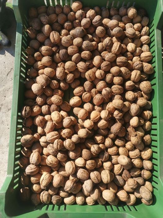 Orzechy włoskie w skorupie 7 kg wysyłka OLX