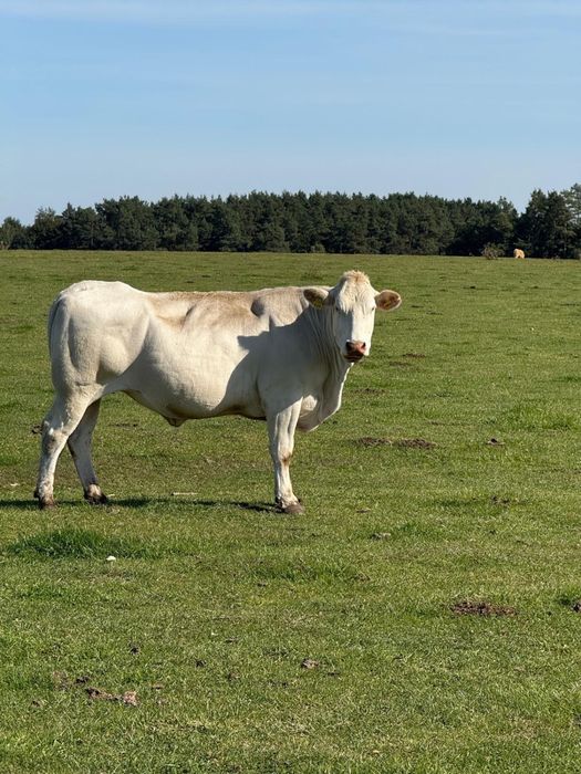 Sprzedam byka rasy blonde d’aquitaine