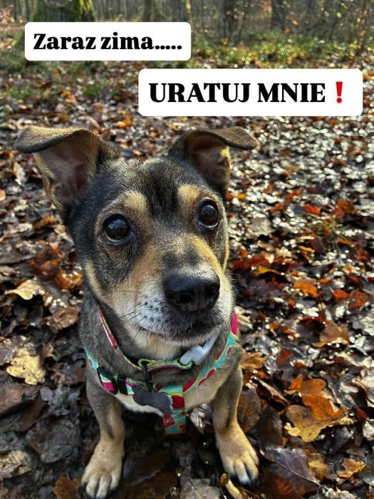 Maly Dasti czeka na kochający dom