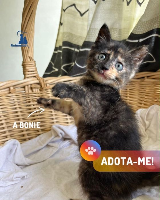 15 gatinhos a procura de uma familia