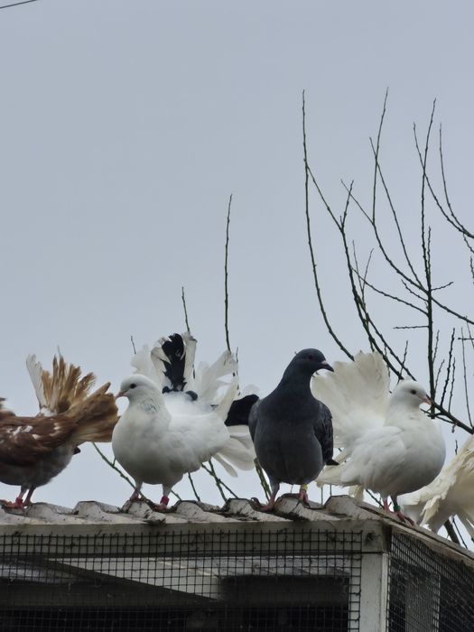 Sprzedam pawiki młode