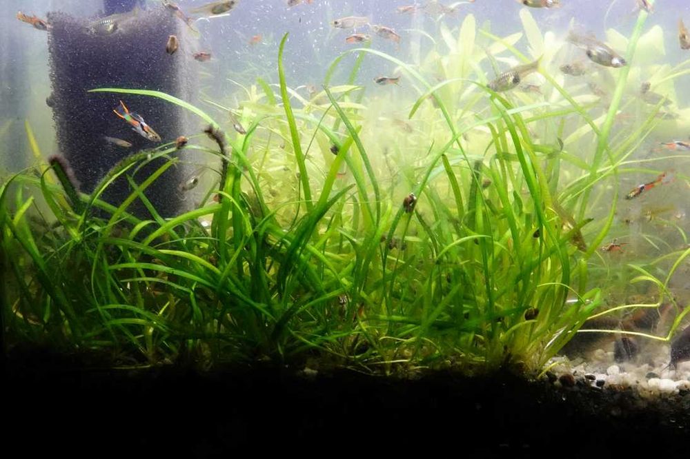 Sagittaria subulata średniej wielkości łatwa trawka akwariowa