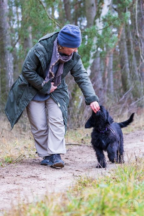 Owczarek francuski briard z Hodowli Roku 2025! czarny piesek