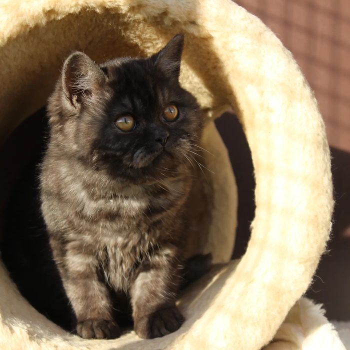 Британка шоколадна дівчинка