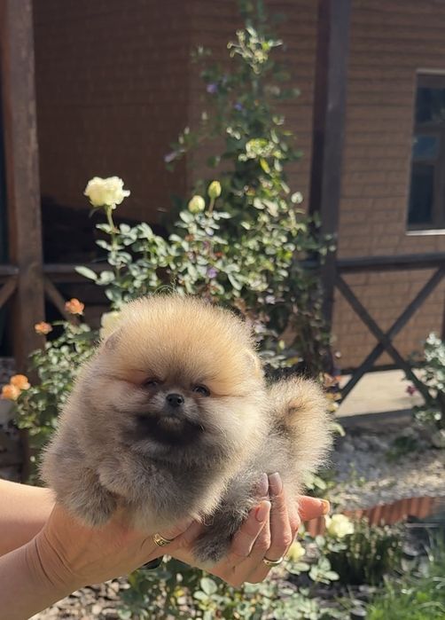 Міні хлопчик Померанського шпіца Teddy!