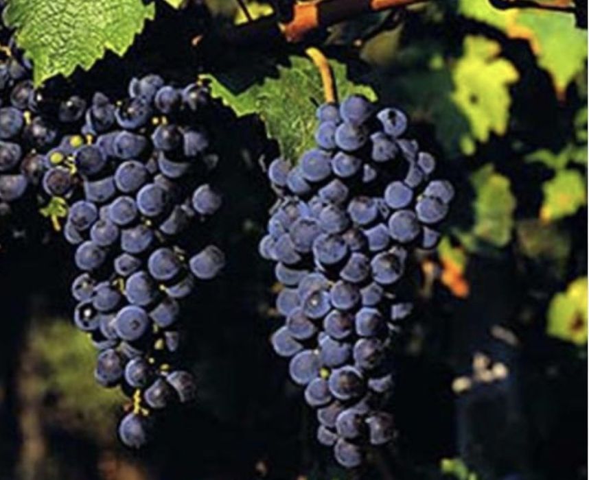 Uvas tintas de qualidade