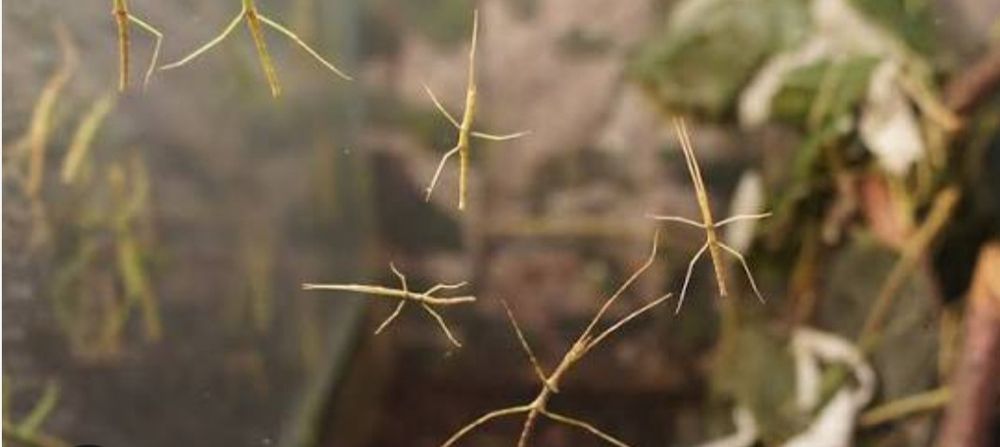 Продам палочників аннамських