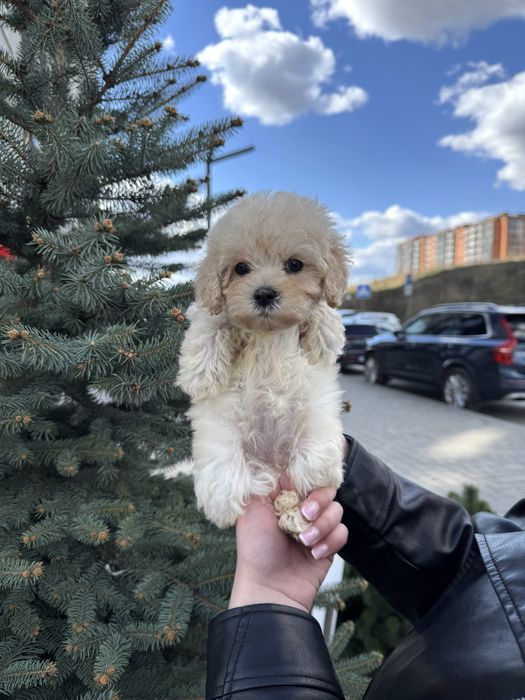 Лялькові Мальтіпу Ф1/Ф2