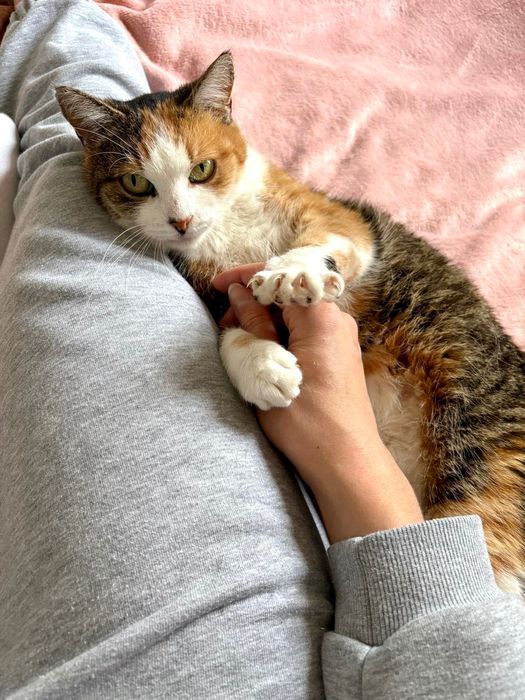 Ma czas na znalezienie domu stałego lub tymczasowego do końca grudnia!