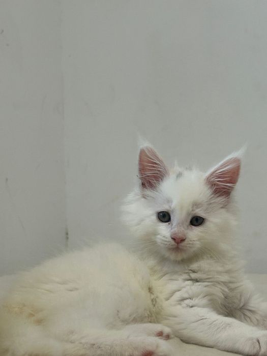 Gatinhos  Maine Coon