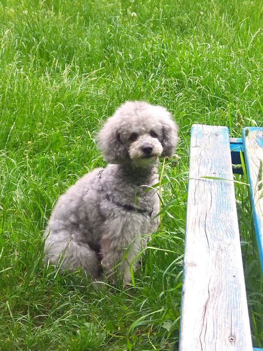 Пудель карліковий срібний вязка