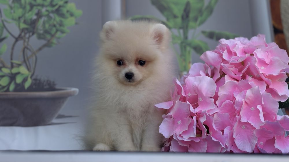 Шпіцика в сімʼю дівчинка