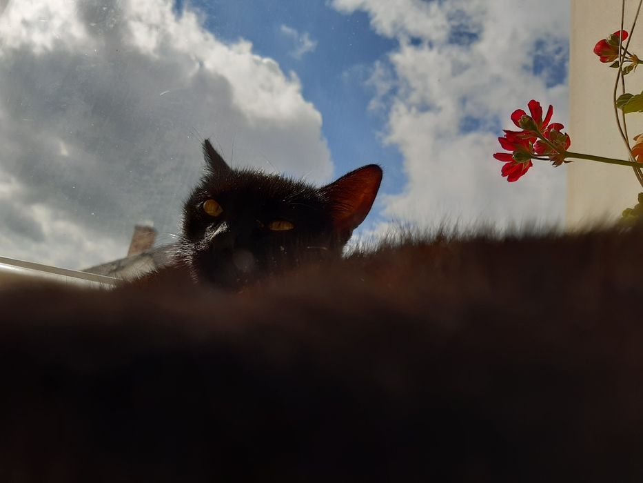 Перетримка котиків