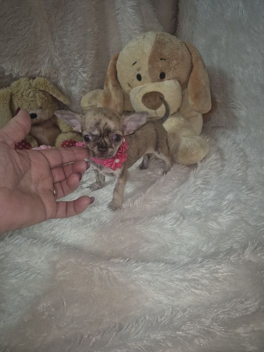 Chihuahua Femea De Bolso Lop Criadora Registada PT 3088 FL