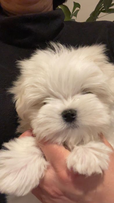 Przebadany piesek Maltanczyk z paszportem i rodowodem ZKwP