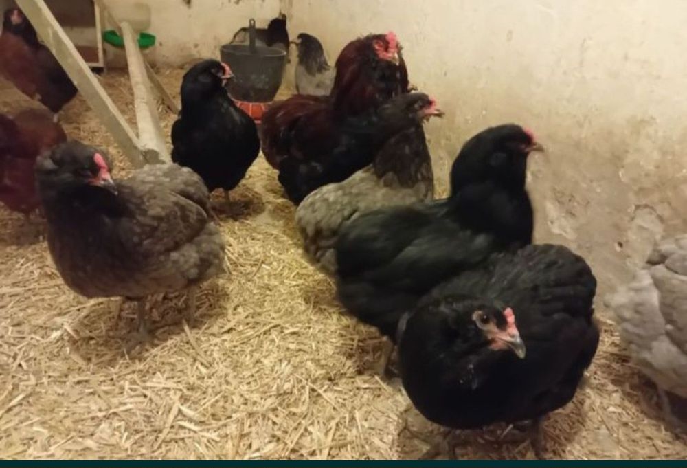 Jaja lęgowe zielone turkusowe araucana bezogoniasta