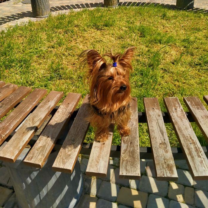 Йорк вязка собаки.