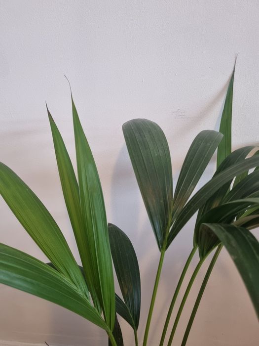 Palmeira Kentia em vaso