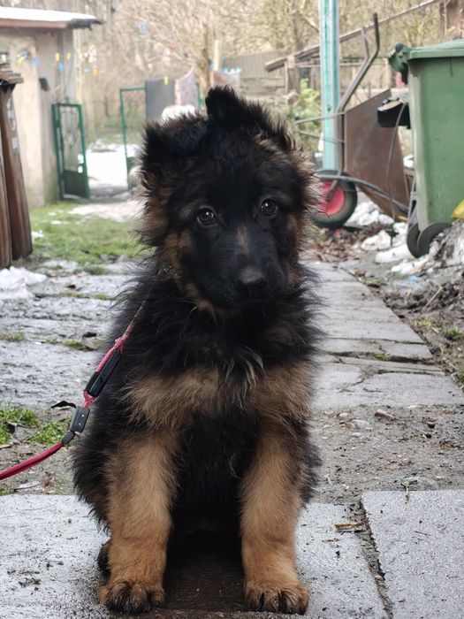 Owczarek niemiecki długowłosy