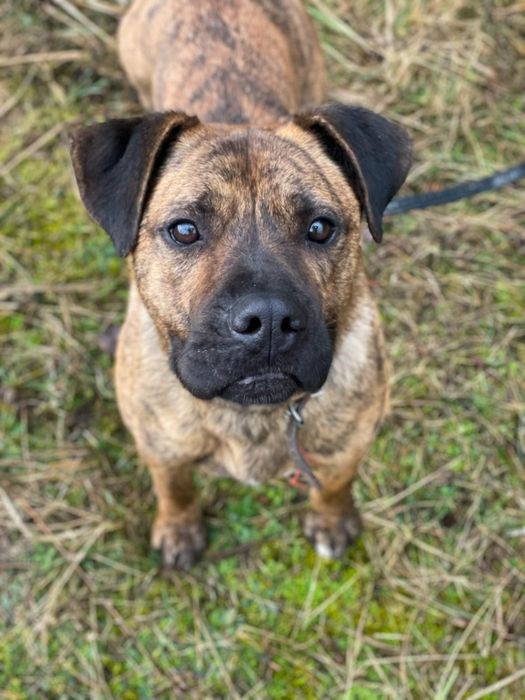 Pręguś do adopcji 5 lat