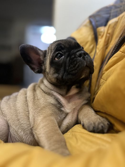 Французский бульдог развязанный. За щенка или по договорённости.