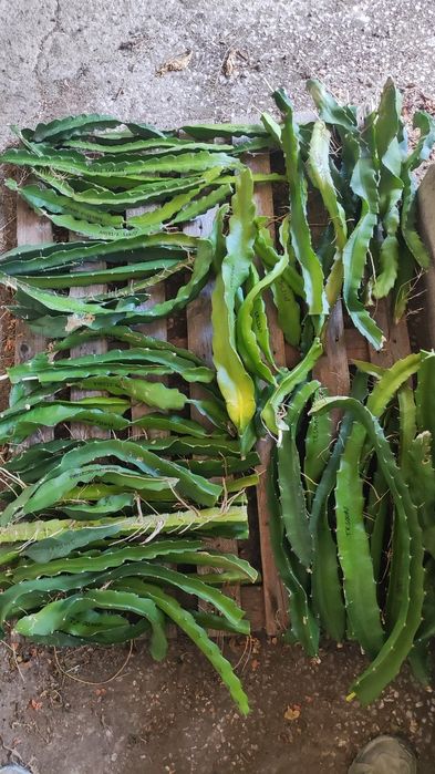 Estacas de Pitaya