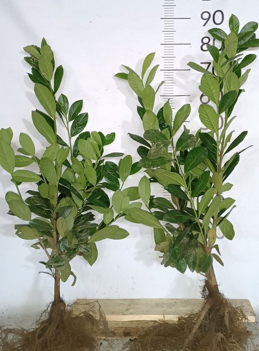 Laurowiśnia novita , caucasica , rotundifolia 40-120cm