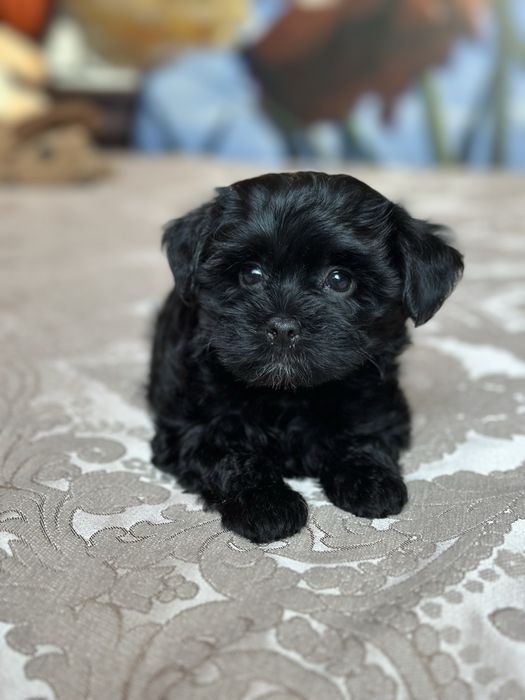 Маленькі уголькі