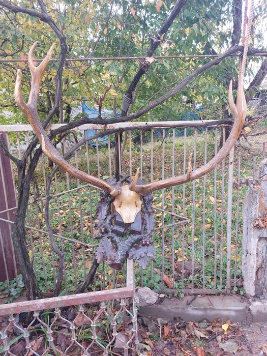 Продам оленячі роги