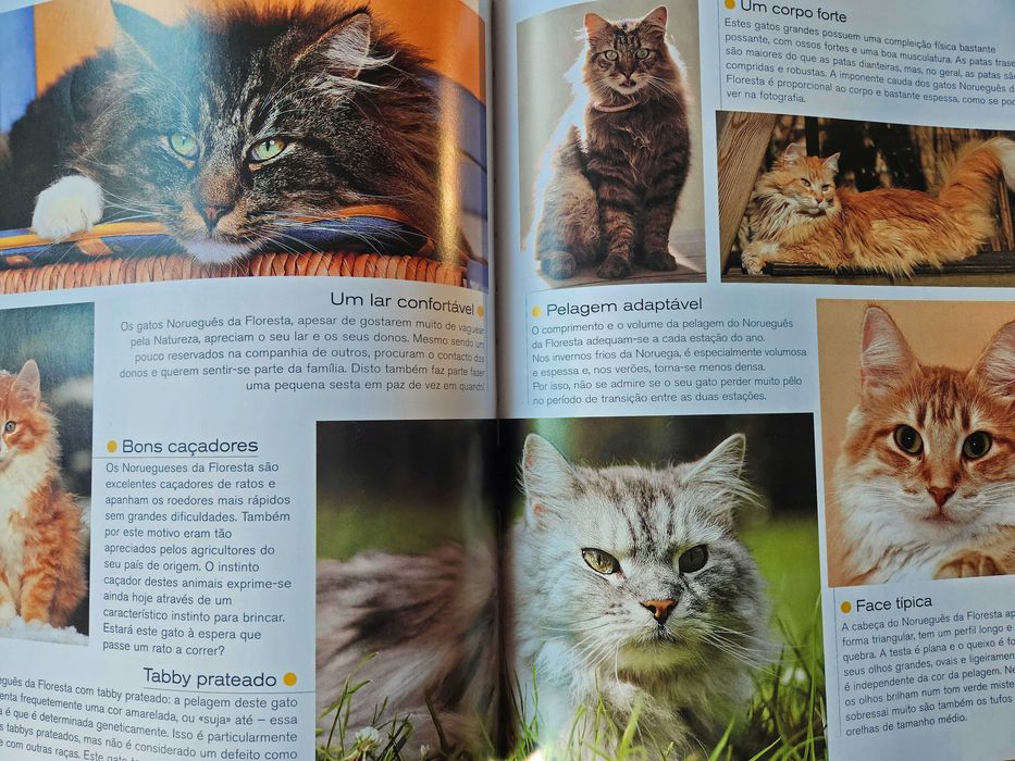 Gatos Caçadores elegantes com patas de veludo