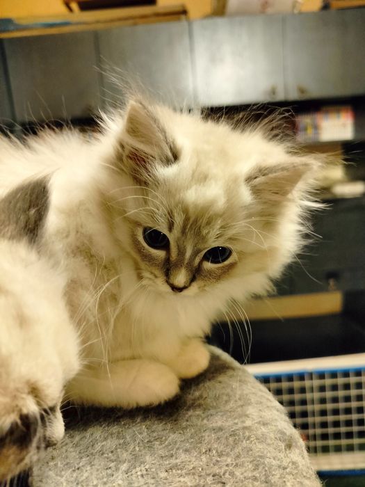 Ragdoll kocurek z rodowodem FPL