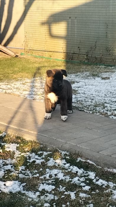 Шикарні песики Акіти